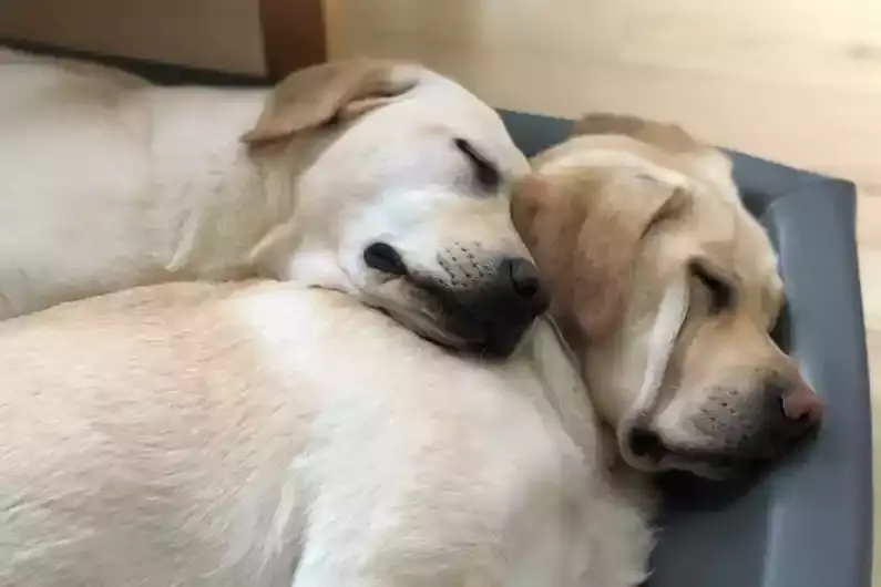 Same image dogs sleeping with less quality